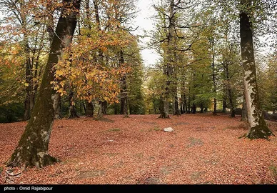 ایران زیباست؛ طبیعت پاییزی - گیلان