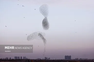 پرواز شگفت انگیز سارها