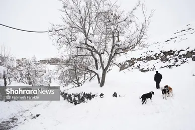گزارش تصویری | طبیعت زمستانی روستای کنگ