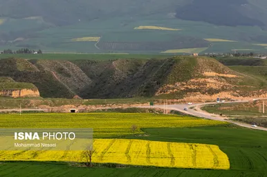 ایرانِ زیبا | «کلزای» بهاری در گلستان