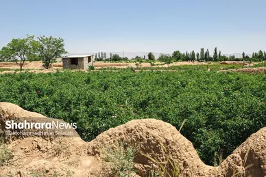 گزارش تصویری | برداشت گل محمدی از روستای فرخد «قمصر خراسان»