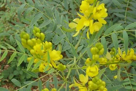 خواص حیرت آور برگ سنا + روش تهیه دمنوش