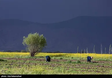 ایران زیباست | کشت کلزا در شهرستان سلسله - لرستان
