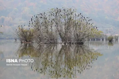 گزارش تصویری | وقتی تالاب‌ می‌میرد...