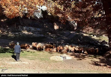 ایران زیباست | پاییز در ارسباران