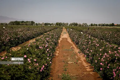 ایران زیباست | برداشت گل محمدی
