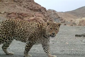 ویدئو| مشاهده یک قلاده پلنگ ایرانی در سپیددشت لرستان