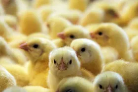 افزایش جوجه&zwnj;ریزی در تایباد خراسان رضوی