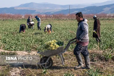 ایران زیباست | باغ گل نرگس آزادشهر - گلستان