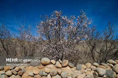 ایران زیباست | بوی بهار در زمستان کویر