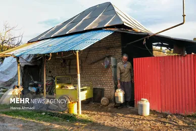 برداشت نیشکر در مازندران