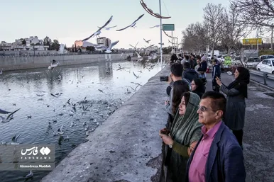 مرغان دریایی سیبری؛ میهمان زمستانی شیرازی‌ها