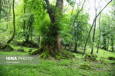 گزارش تصویری | دوم اردیبهشت، روز جهانی زمین پاک | طبیعت سوادکوه و زمینی که دیگر پاک نیست