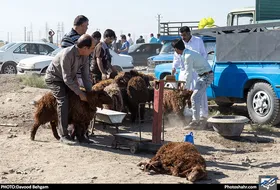 قیمت دام زنده در بازار امروز (عید قربان) مشهد اعلام شد (۸ تیرماه ۱۴۰۲)