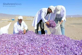 زعفران در گیرودار کاغذبازی&zwnj;های اداری