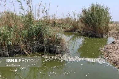 رهاسازی آب سد کرخه، از سوسنگرد تا هورالعظیم