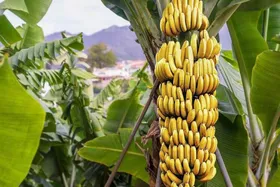 ماجرای موزهای سمی وارداتی از سومالی و مرگ مغزی بعد از خوردن آن + فیلم