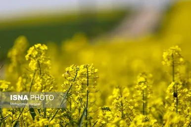 ایرانِ زیبا | «کلزای» بهاری در گلستان