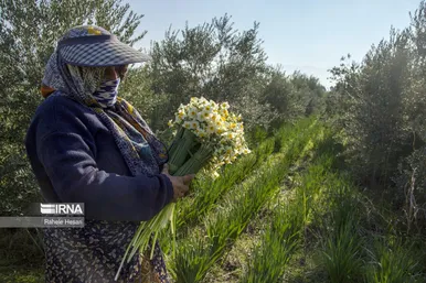 ایران زیباست | برداشت نرگس در گلستان