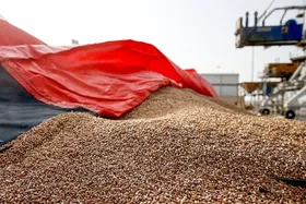 روند خرید نهاده&zwnj;های دامی به شرایط عادی بازگشت