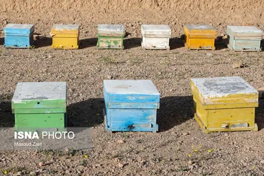 گزارش تصویری | زنبور عسل، قهرمان کوچک اقتصاد و محیط زیست