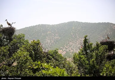 ایران زیباست | لک لک های دشت بیلو - کردستان