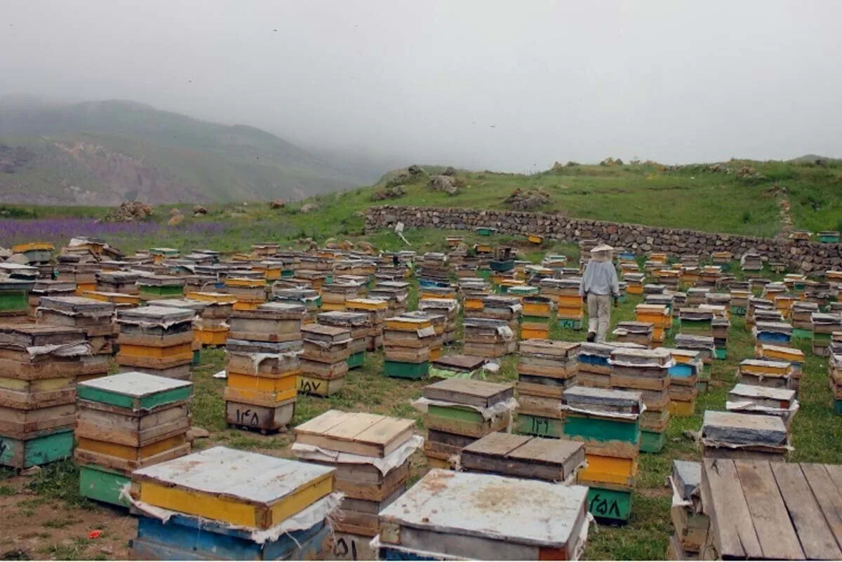 سرشماری زنبورستان‌های خراسان رضوی در حال انجام است