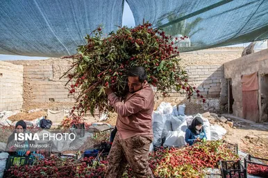 ایران زیباست | برداشت چای ترش در شهرستان کارون