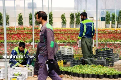 گزارش تصویری | مرکز تولیدات گل و گیاه شهرداری مشهد