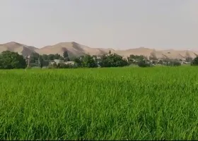 ویدئو | ۱۸۰ دقیقه از مشهد تا شالیزار