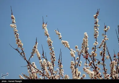 شکوفه‌های بهاری ابهر - زنجان