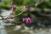 پیش‌بینی هواشناسی مشهد و خراسان رضوی امروز (چهارشنبه، ۲۷ اسفند ۱۴۰۴) | آغاز روند افزایش نسبی دما از فردا