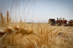 هزار و ۵۸۰ میلیارد ریال ارزش تخلفات کشف&zwnj;شده در حوزه کشاورزی خراسان رضوی است