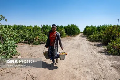 گزارش تصویری | شهرستان تاکستان قطب انگور ایران