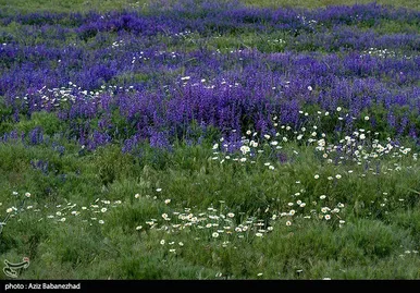 ایران زیباست | دشت گل‌های بنفش در شهرستان خرم آباد