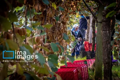 گزارش تصویری | برداشت کیوی