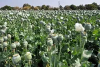 توضیحات مدیرکل ستاد مبارزه با موادمخدر درباره کشت خشخاش در ایران