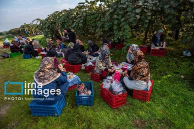 گزارش تصویری | برداشت کیوی