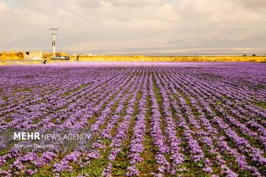 ایران زیباست | برداشت «طلای سرخ» از مزارع خراسان‌شمالی