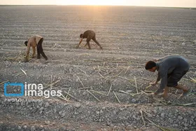 گزارش تصویری | کشت نیشکر در خوزستان