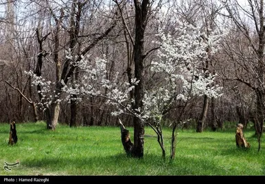 ایران زیباست | طبیعت بهاری ابهر