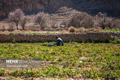 ایران زیباست | بوی بهار در زمستان کویر