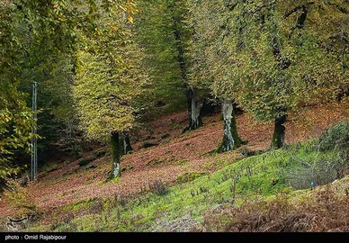 ایران زیباست؛ طبیعت پاییزی - گیلان