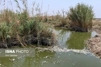رهاسازی آب سد کرخه، از سوسنگرد تا هورالعظیم