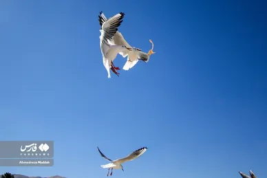 مرغان دریایی سیبری؛ میهمان زمستانی شیرازی‌ها