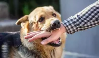 واکسیناسیون بیش از ۳۱ هزار حیوان علیه هاری در خراسان رضوی