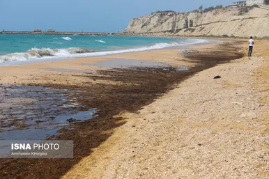 گزارش تصویری | آلودگی نفتی در سواحل قشم و هنگام