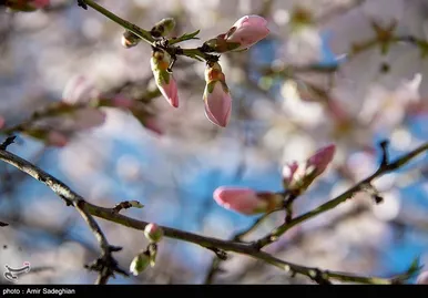 ایران زیباست | اندک اندک می‌رسد اینک بهار