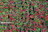 نمایشگاه گل و گیاه مشهد، فردا (۱۶ اردیبهشت ۱۴۰۴) افتتاح می‌شود