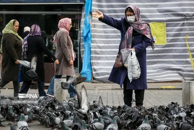 کبوترهای میدان شهرداری